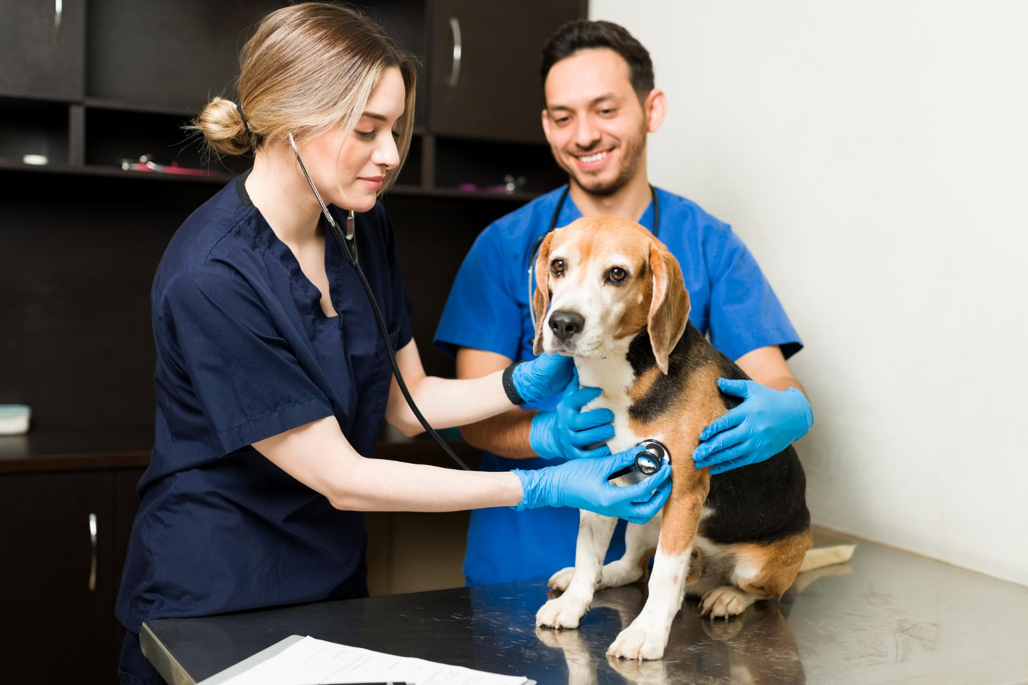 Dr. Diana L. Finn examining a pet at Finn Care Veterinary